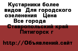 Кустарники более 100 видов. Для городского озеленения › Цена ­ 70 - Все города  »    . Ставропольский край,Пятигорск г.